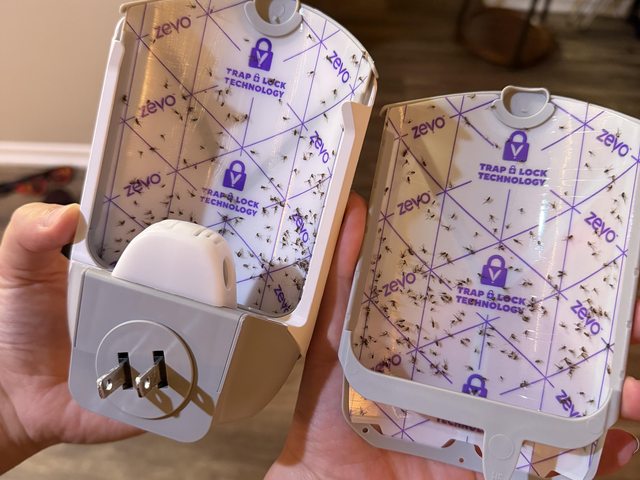 Two insect monitoring devices showing captured insects