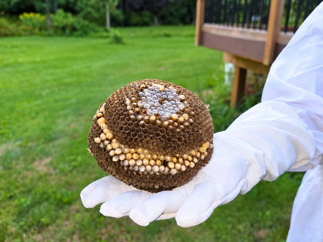 Gloved hand holding a nest structure outdoors
