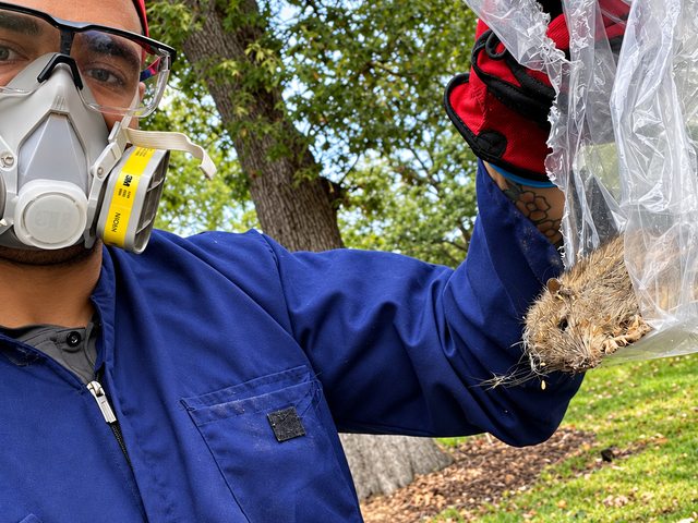 Person wearing gloves and a respirator holding a bag containing a rodent