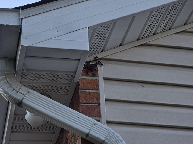 Exterior roofline and gutter with visible insect activity