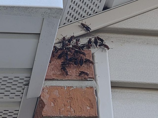 Close-up of wasps gathered near exterior brickwork and a soffit